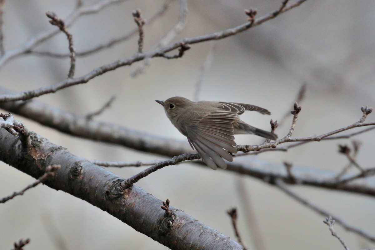 Red-breasted Flycatcher - ML622122094