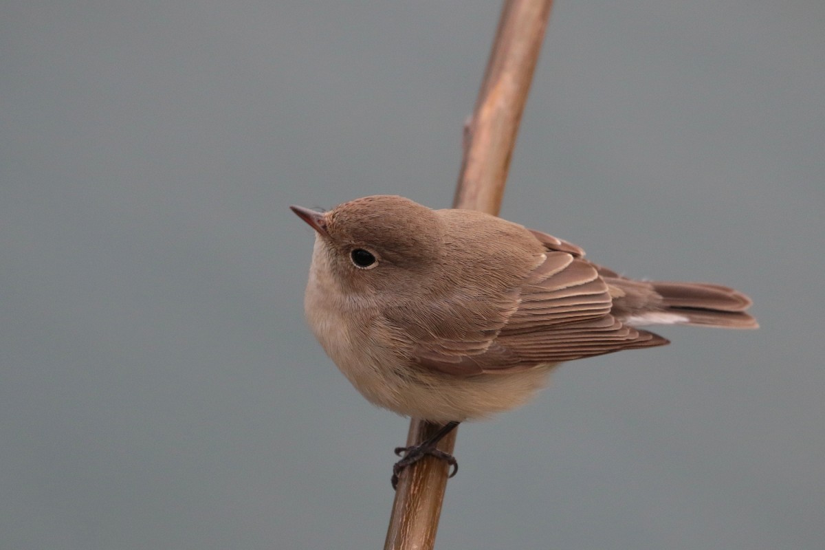 Red-breasted Flycatcher - ML622122095