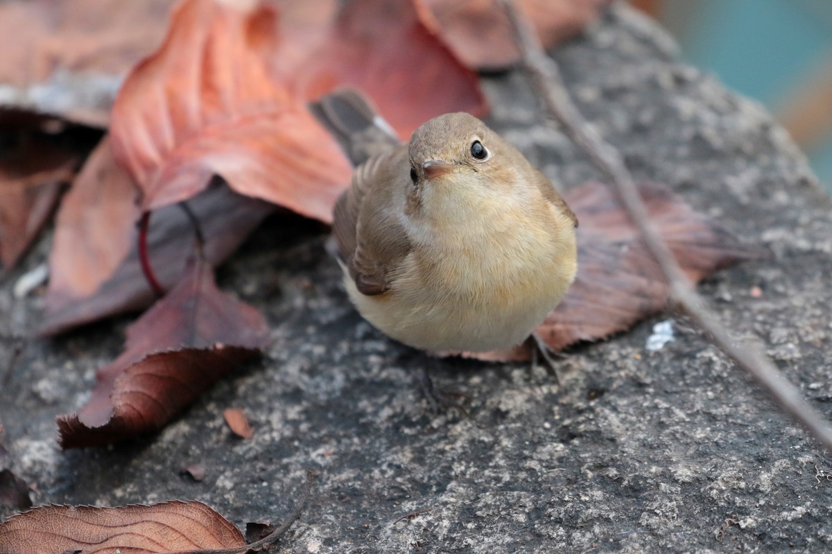 Red-breasted Flycatcher - ML622122098