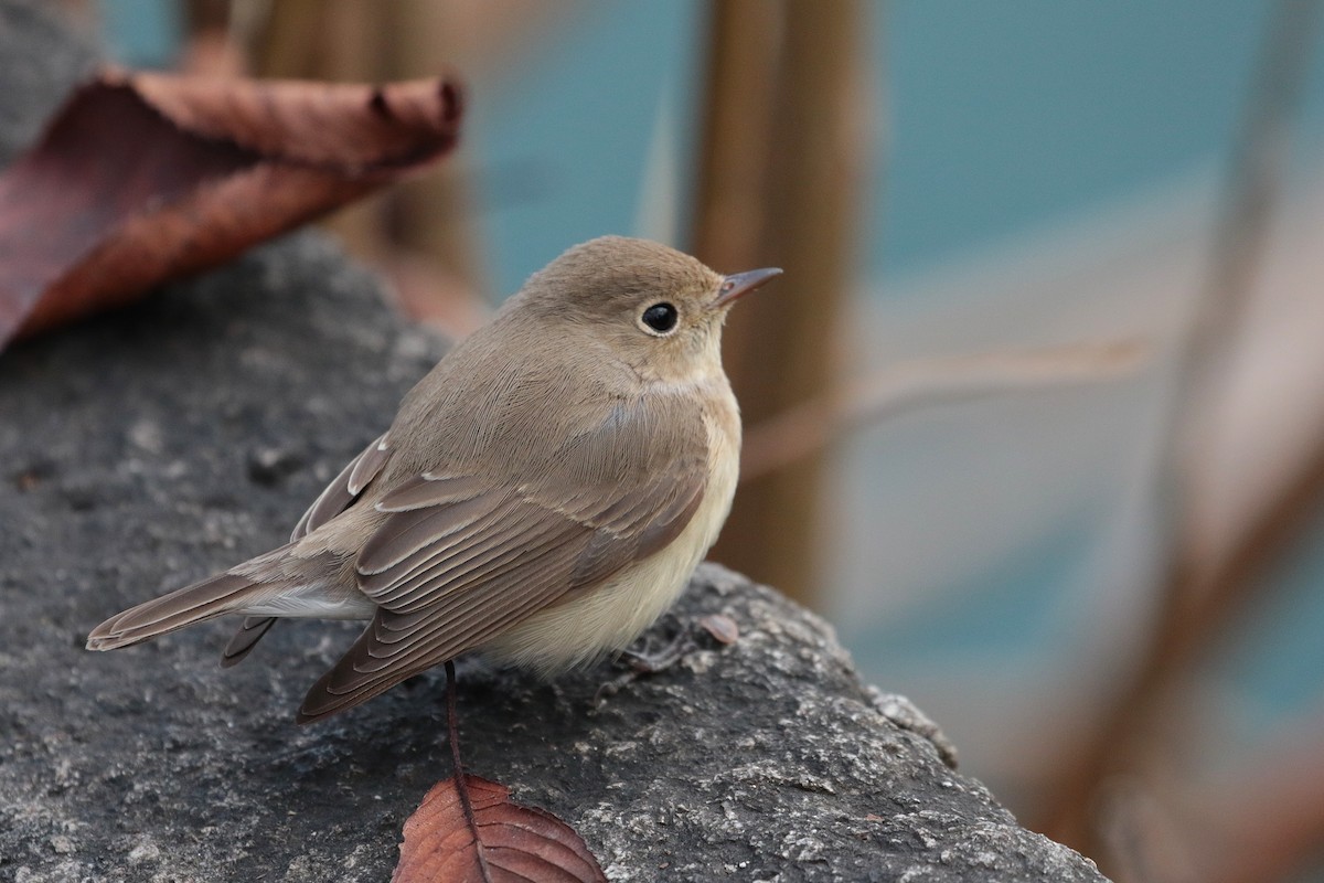 Red-breasted Flycatcher - ML622122100