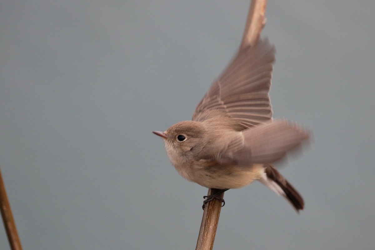 Red-breasted Flycatcher - ML622122101