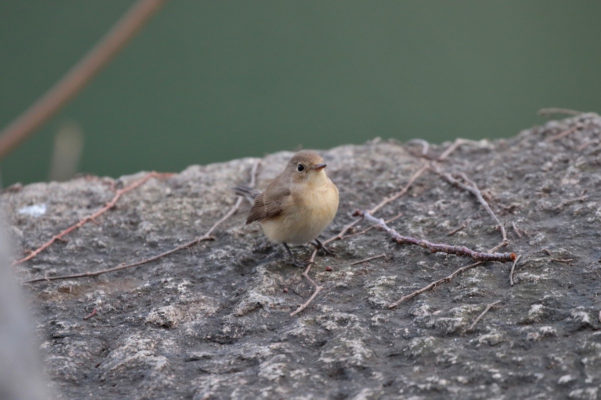 Red-breasted Flycatcher - ML622122102