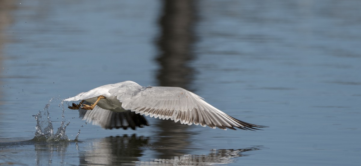 Silver Gull - ML622122104