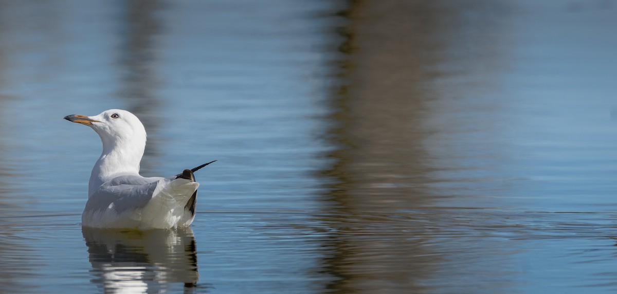 Silver Gull - ML622122105