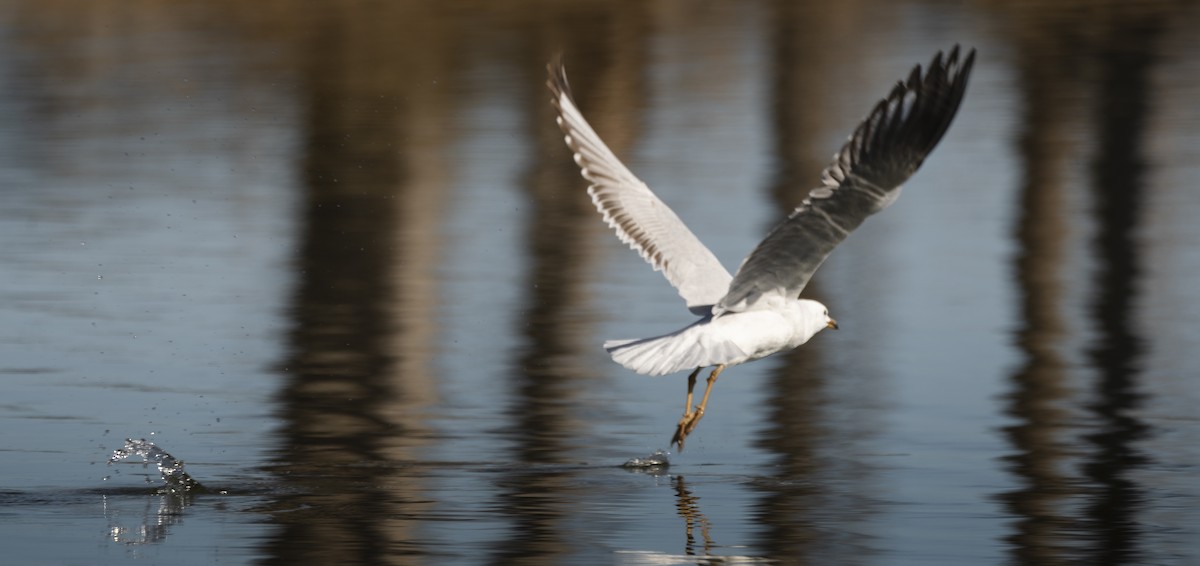 Silver Gull - ML622122106