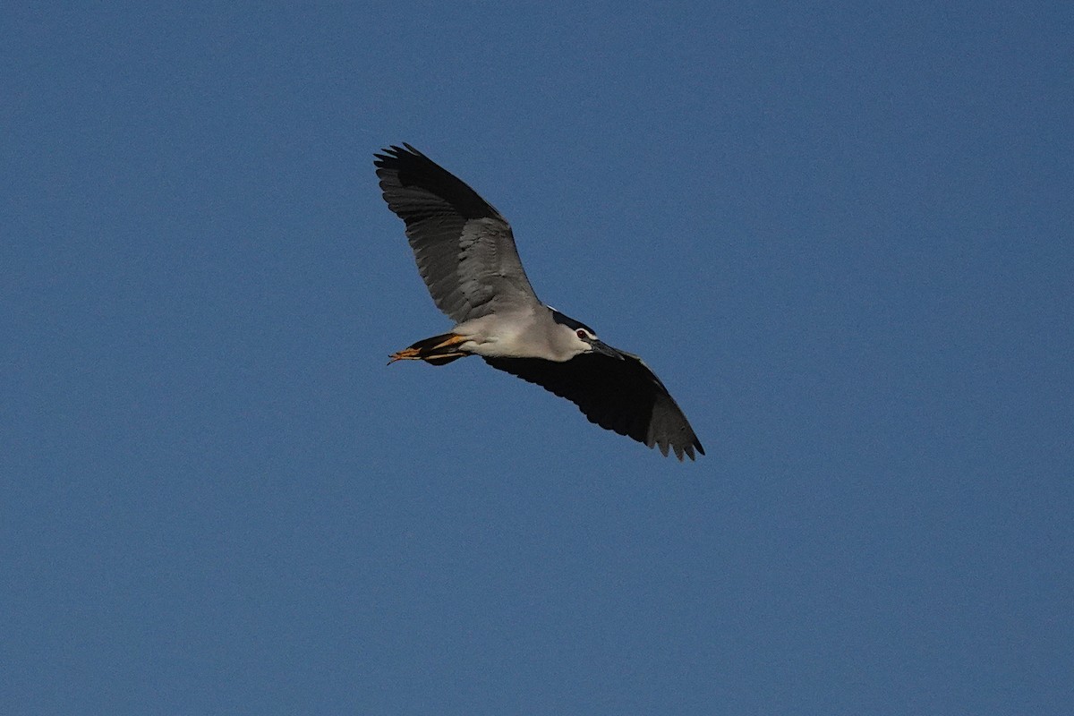 Black-crowned Night Heron - ML622122111