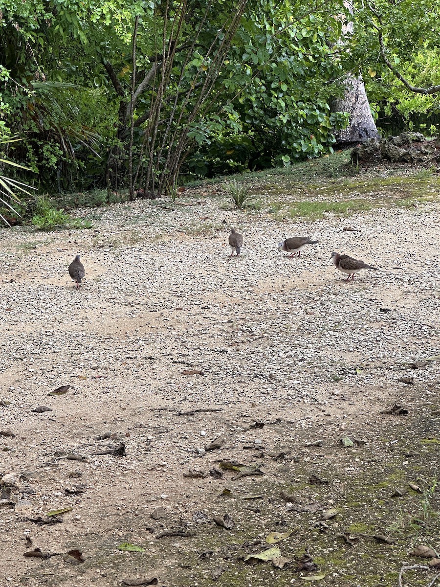 Caribbean Dove - ML622122124