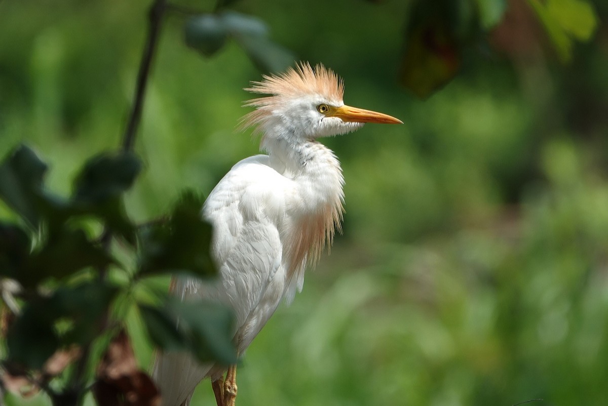 ニシアマサギ - ML622122128