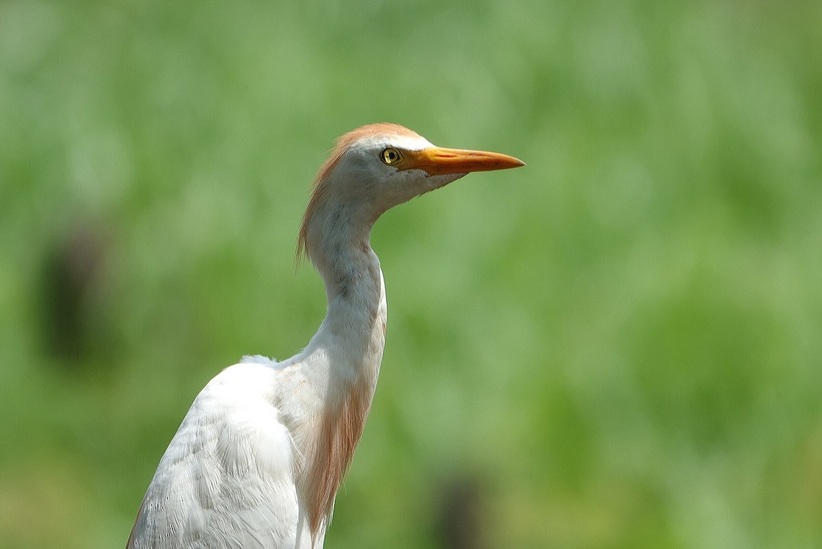 ニシアマサギ - ML622122136