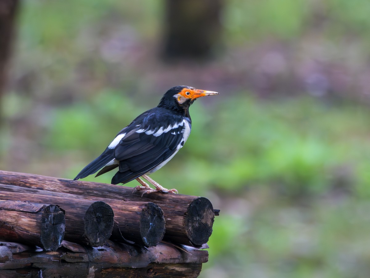 Siamese Pied Starling - ML622122137