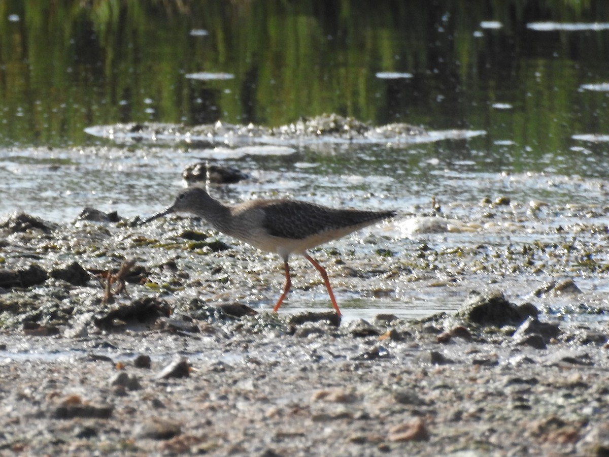 Common Redshank - ML622122139