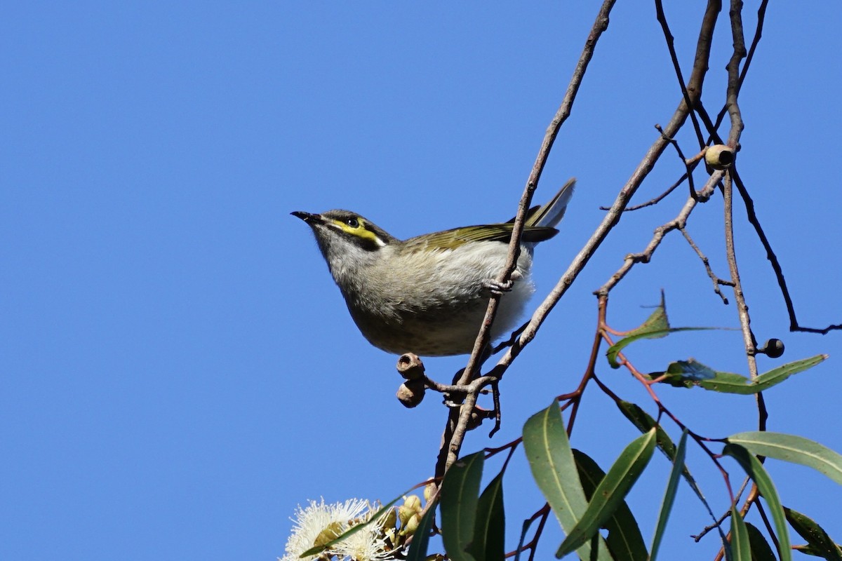 Yellow-faced Honeyeater - ML622122142