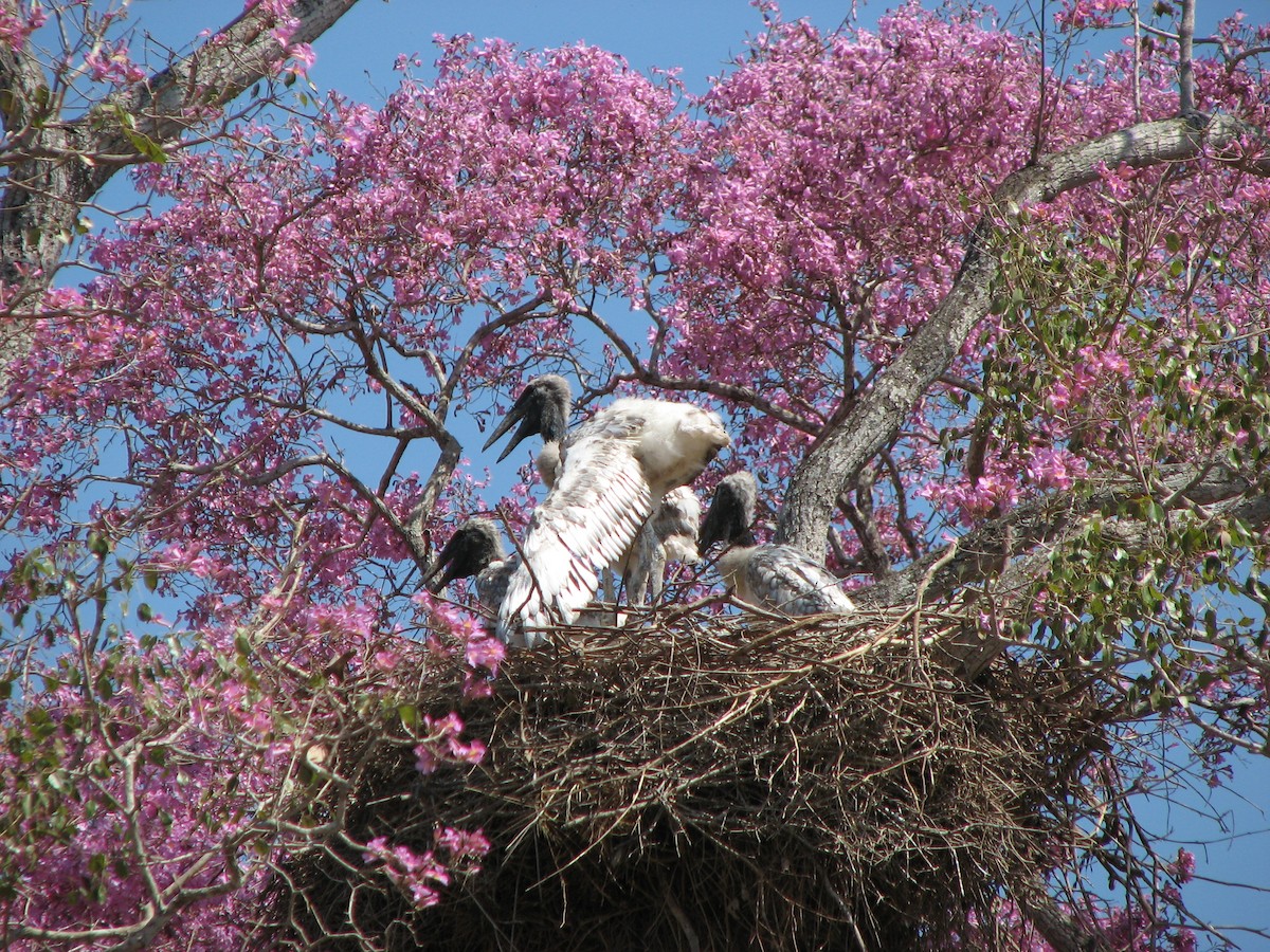 Jabiru - ML622122143