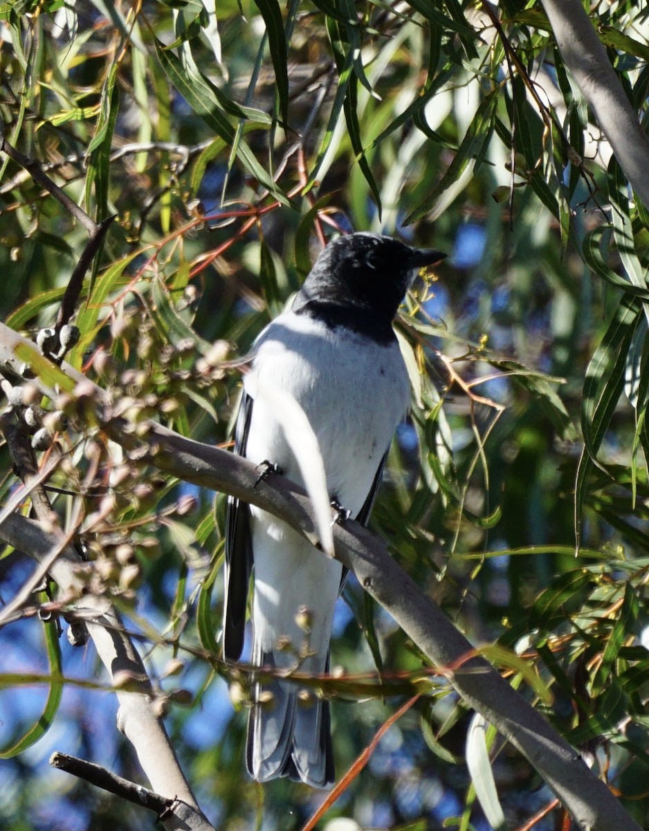 White-bellied Cuckooshrike - ML622122144