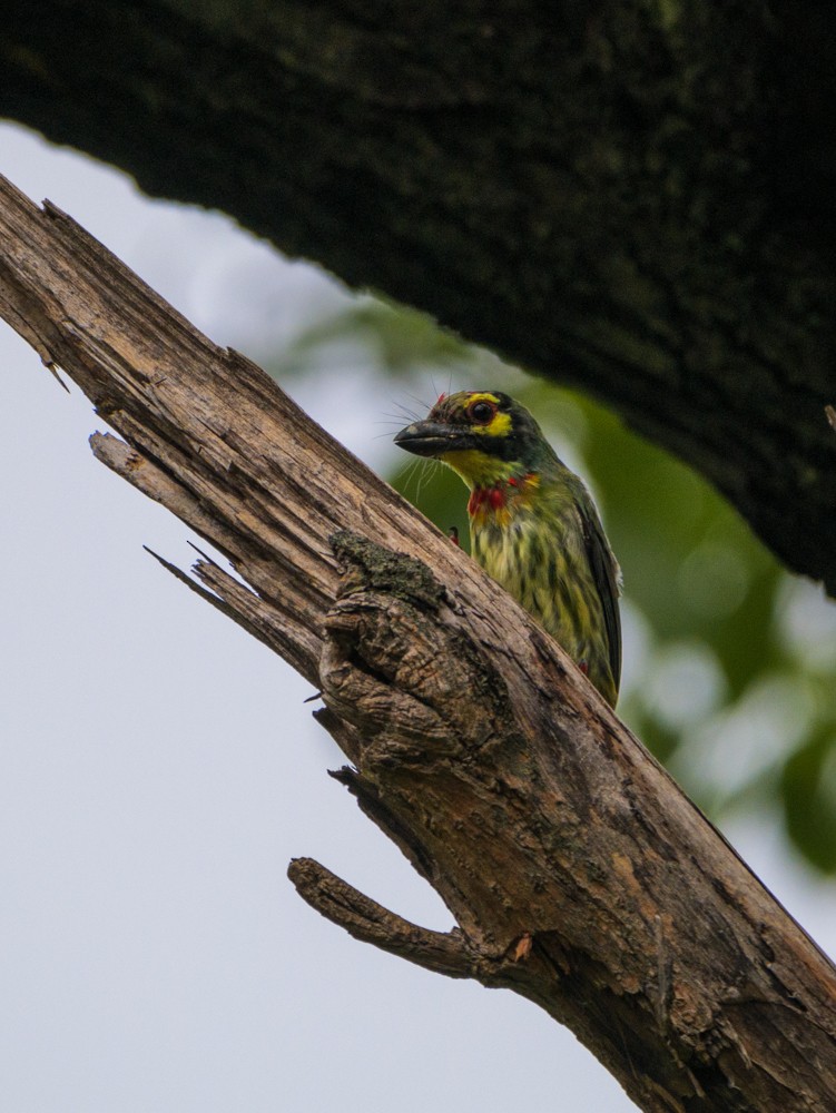 Al Göğüslü Barbet - ML622122151