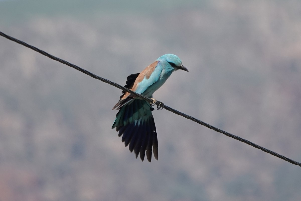 European Roller - ML622122152