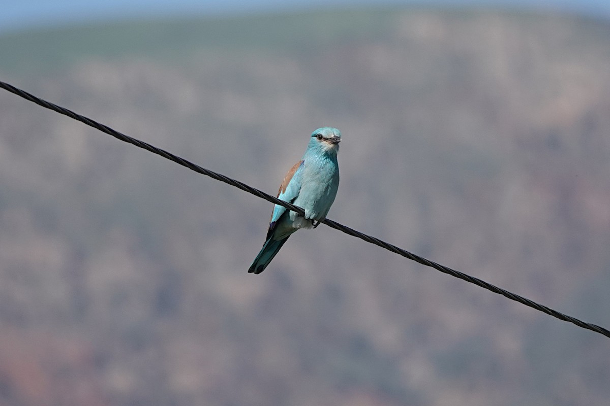 European Roller - ML622122153