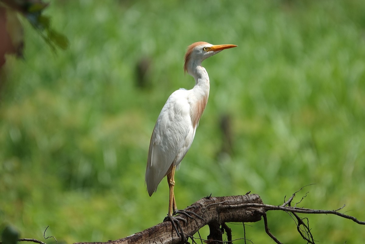 Western Cattle Egret - ML622122154