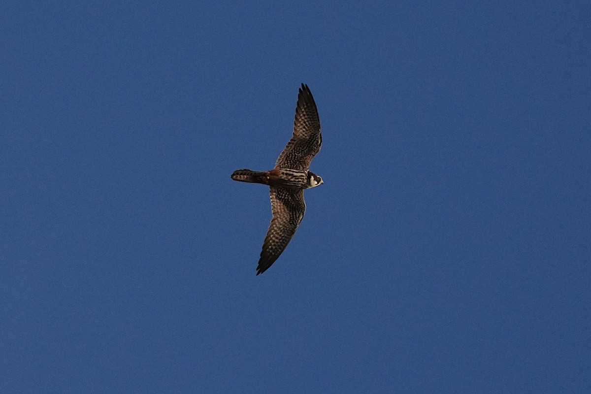 Eurasian Hobby - ML622122155