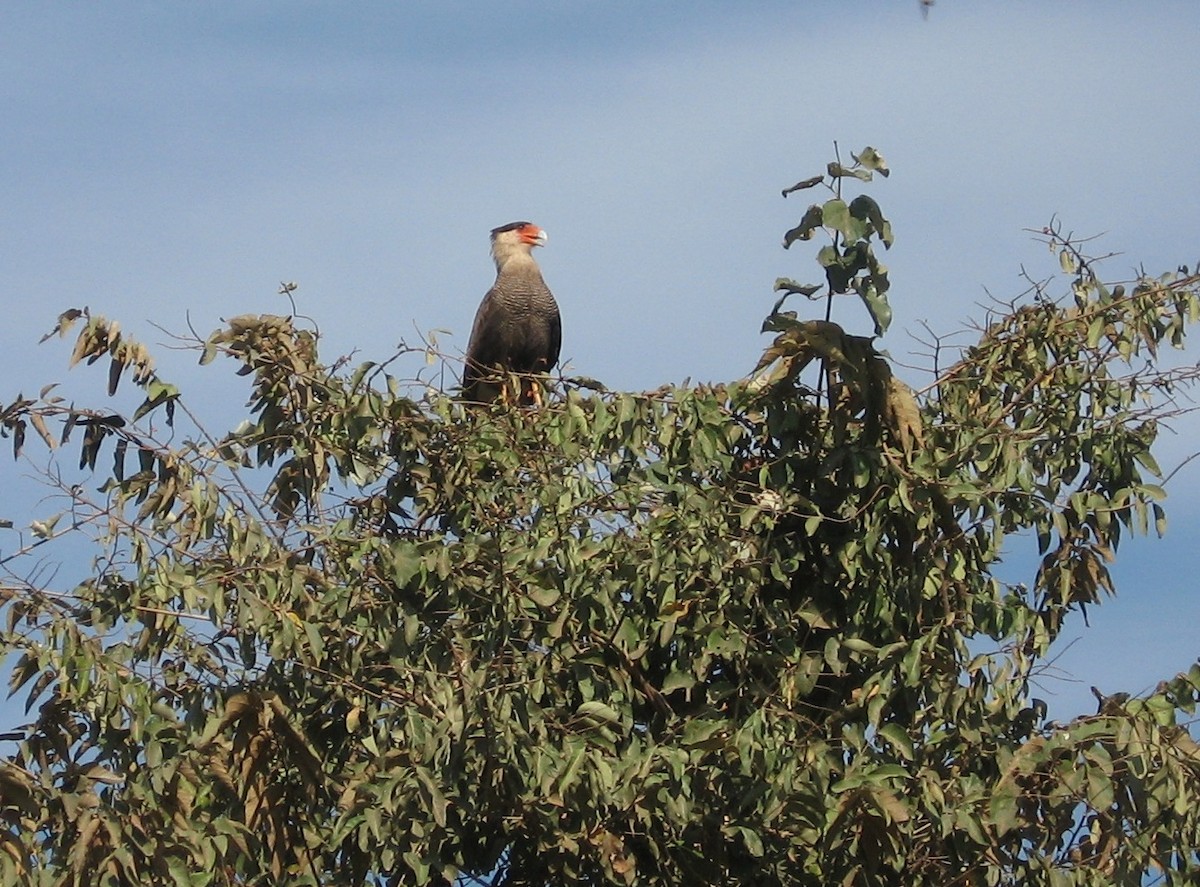 Crested Caracara - ML622122156