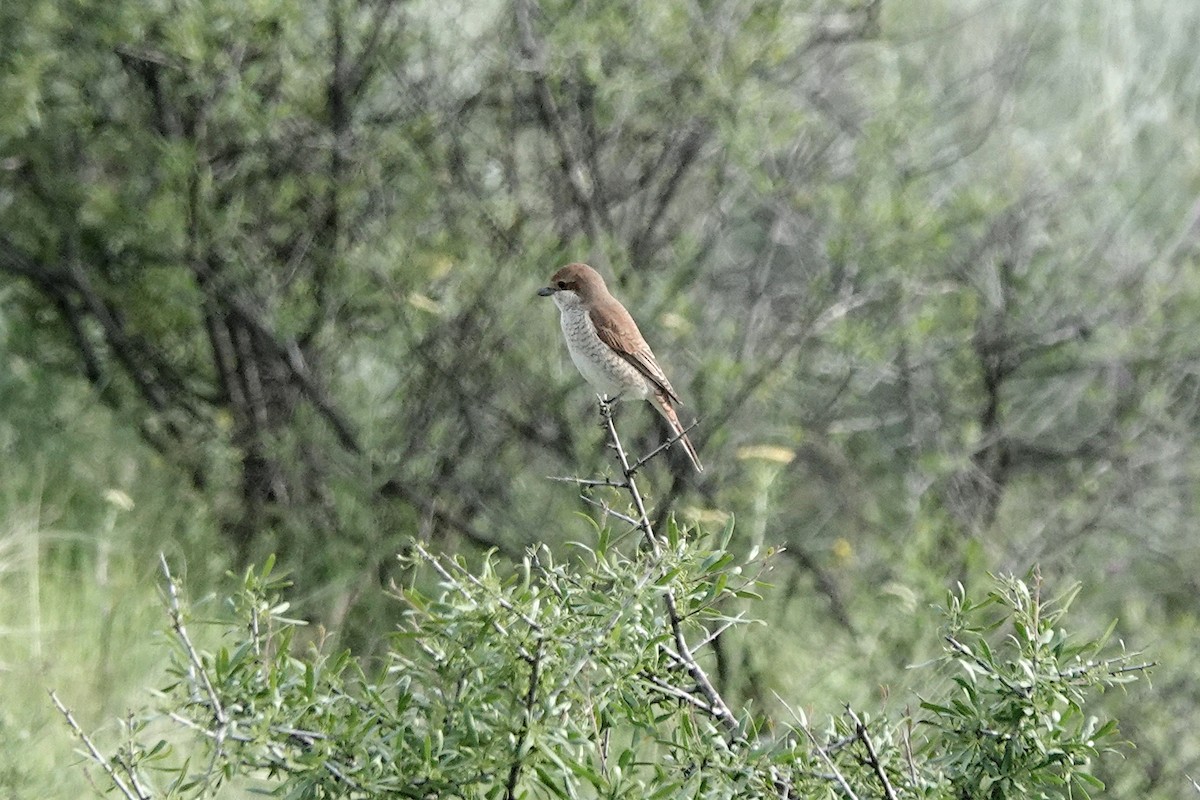 Red-backed Shrike - ML622122157