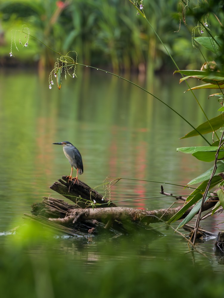 Striated Heron - ML622122159