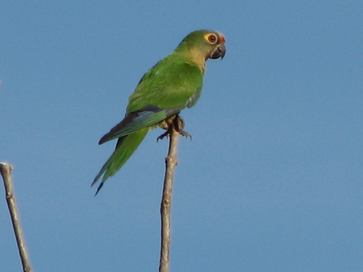 Peach-fronted Parakeet - ML622122160