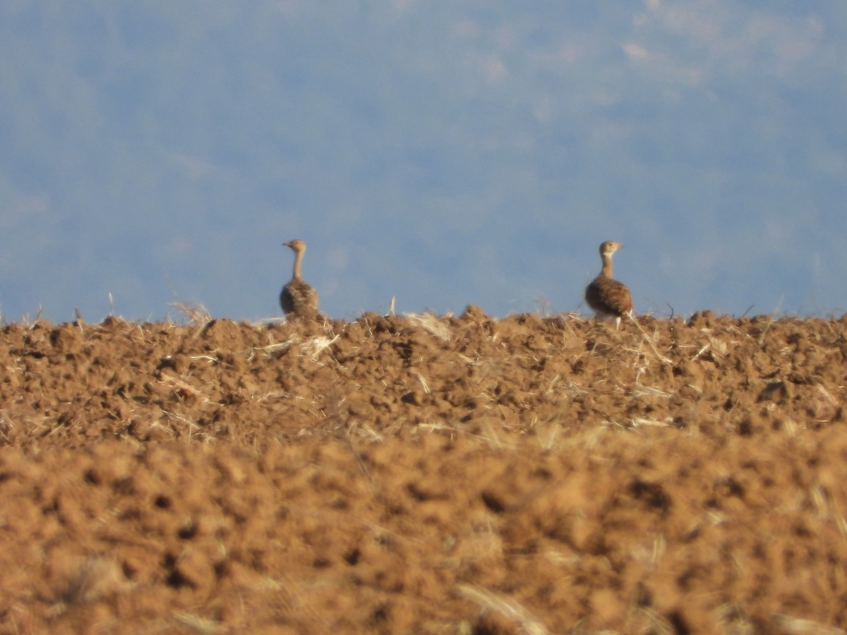 Little Bustard - ML622122161