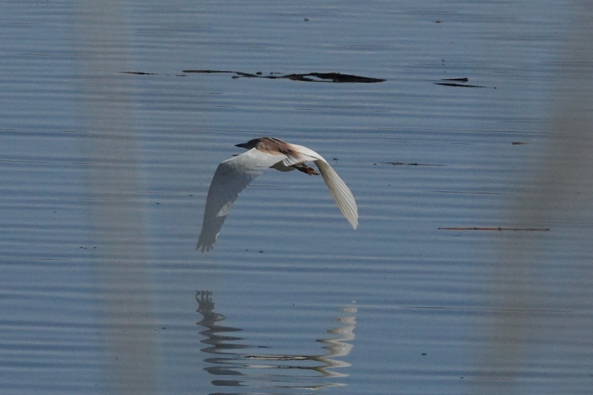 Squacco Heron - ML622122162