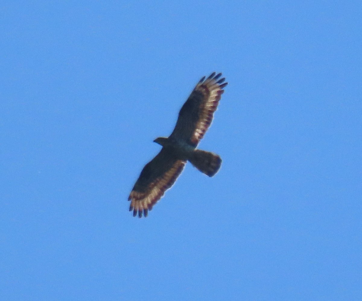 European Honey-buzzard - ML622122163