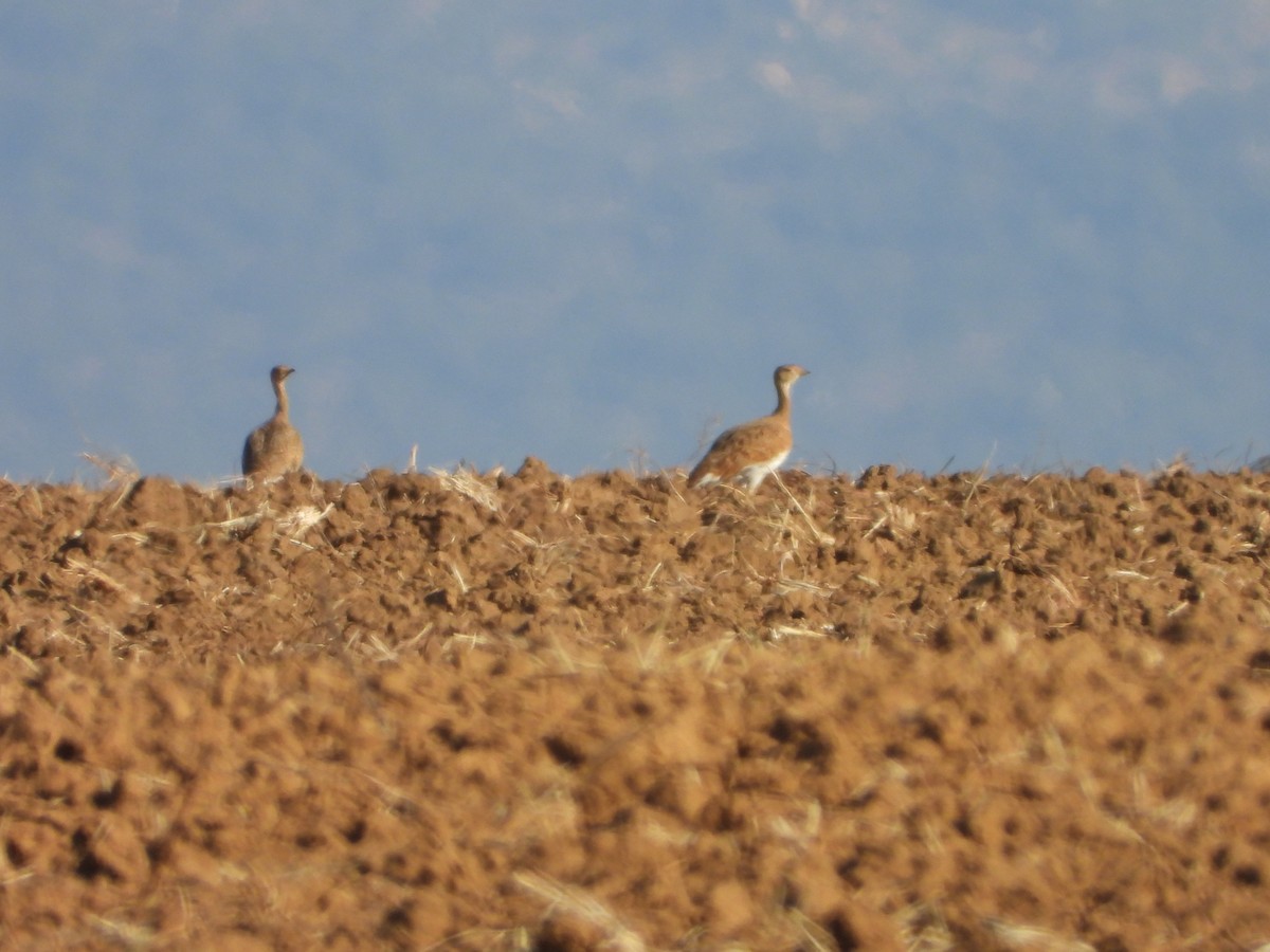 Little Bustard - ML622122164