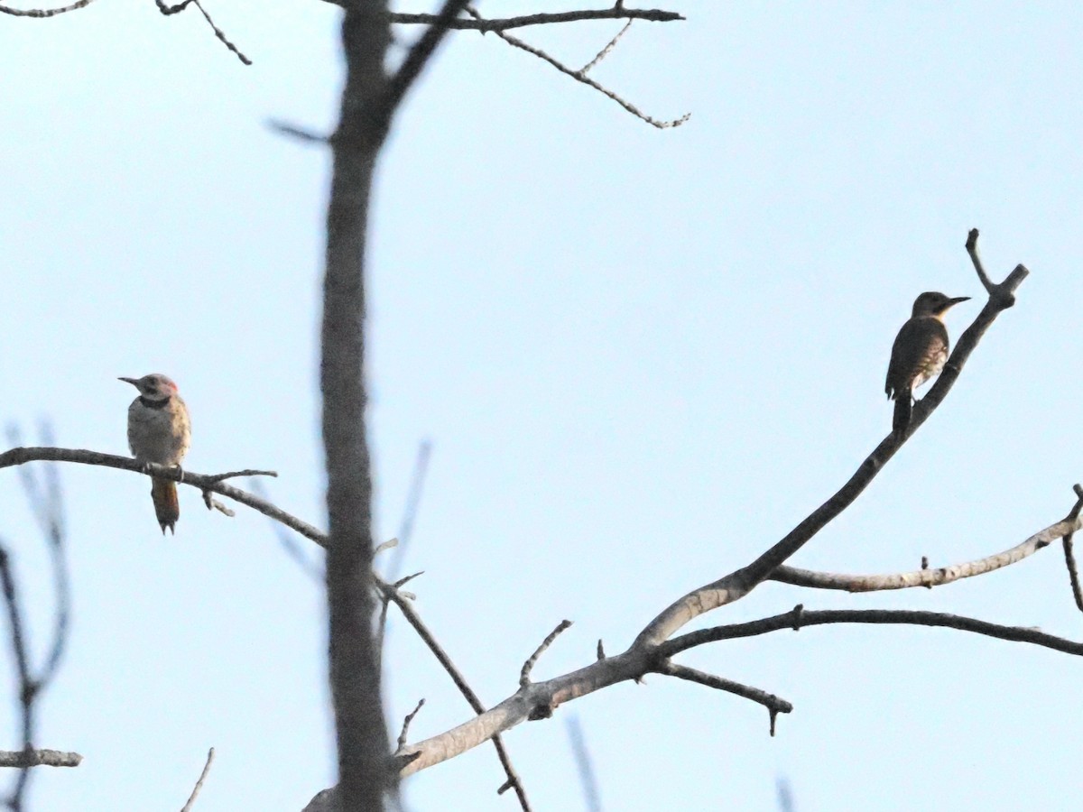 Northern Flicker - ML622122166