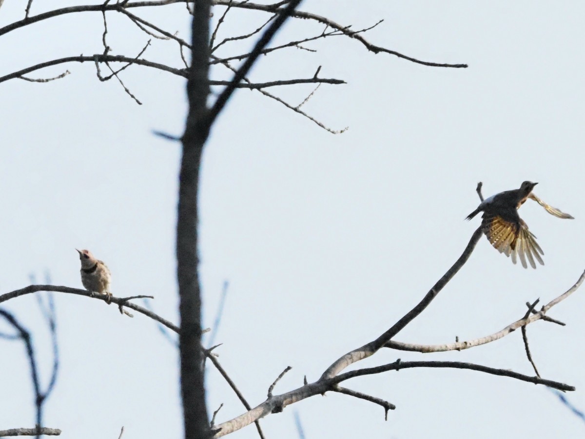 Northern Flicker - ML622122167