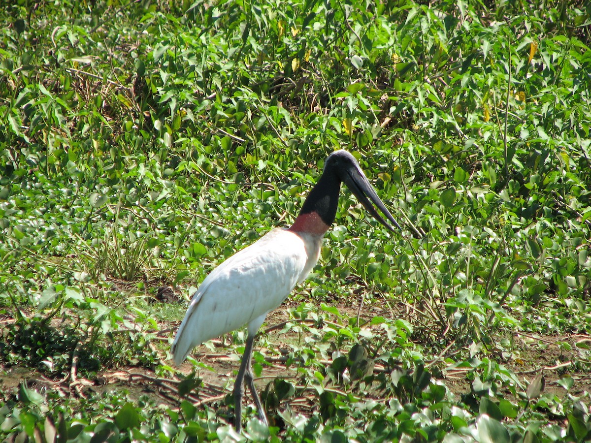 Wood Stork - ML622122168