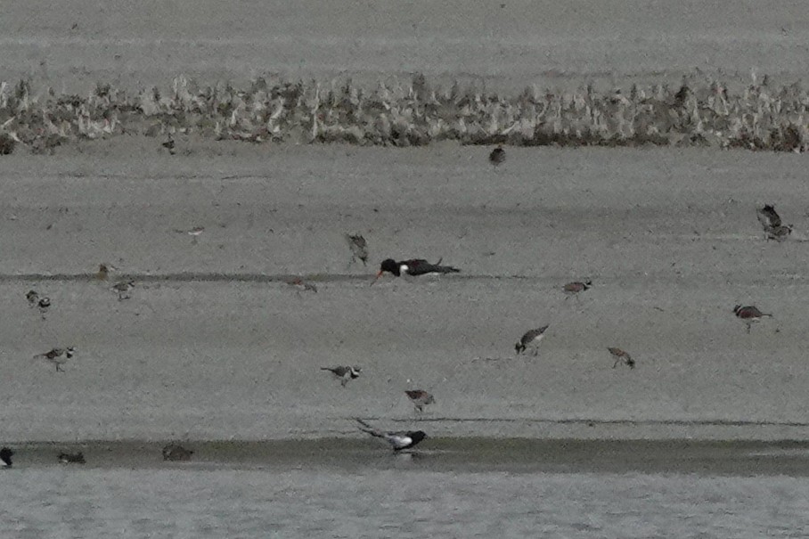 Eurasian Oystercatcher - ML622122170