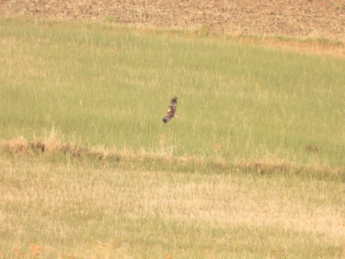 Western Marsh Harrier - ML622122171