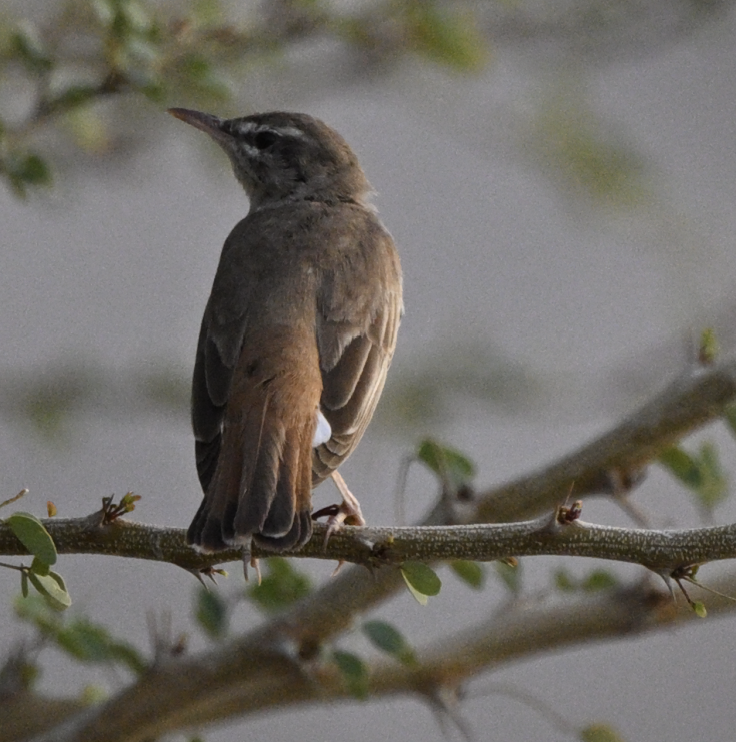 Rufous-tailed Scrub-Robin - Chris Limbach