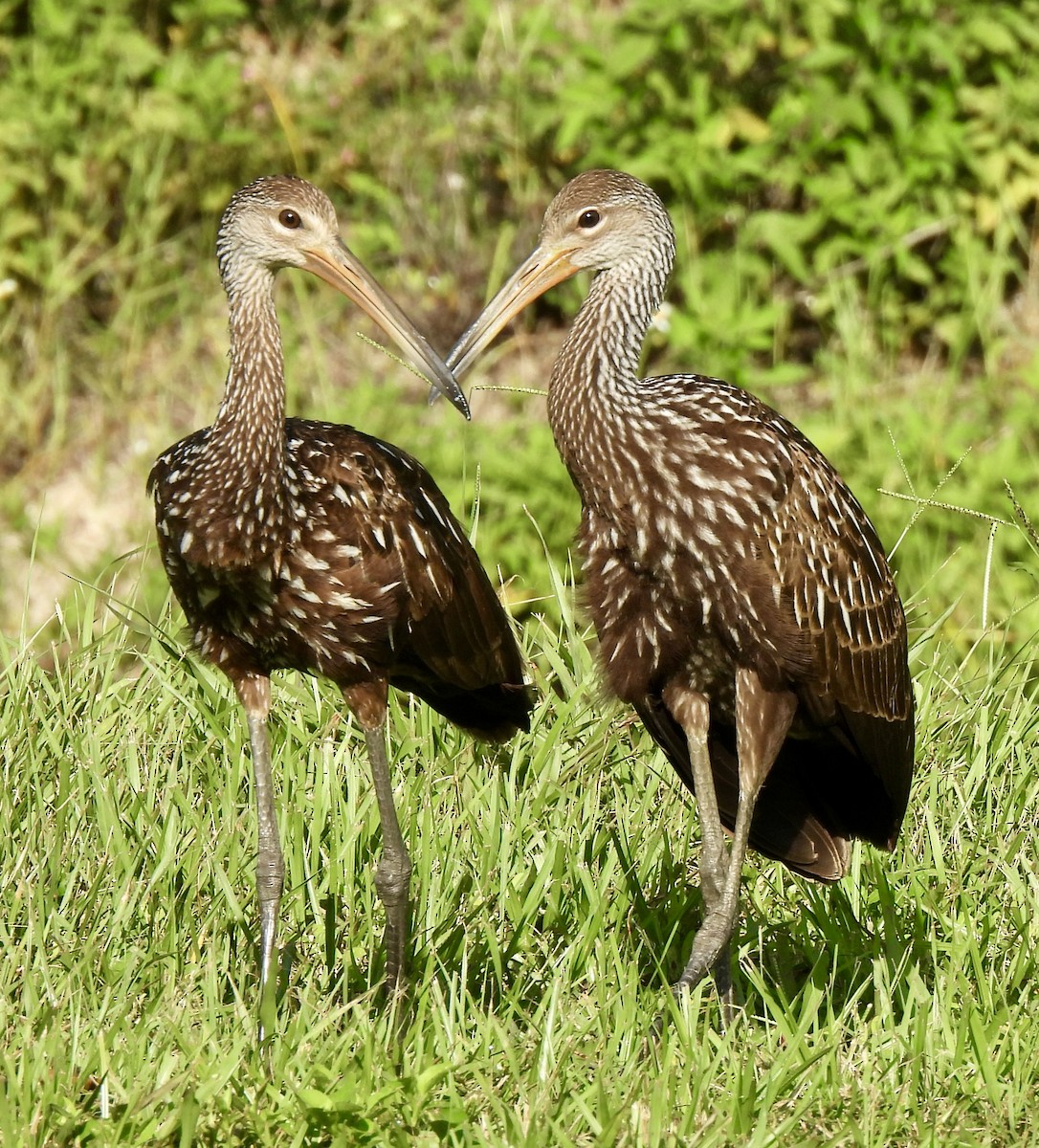 Limpkin - ML622122223