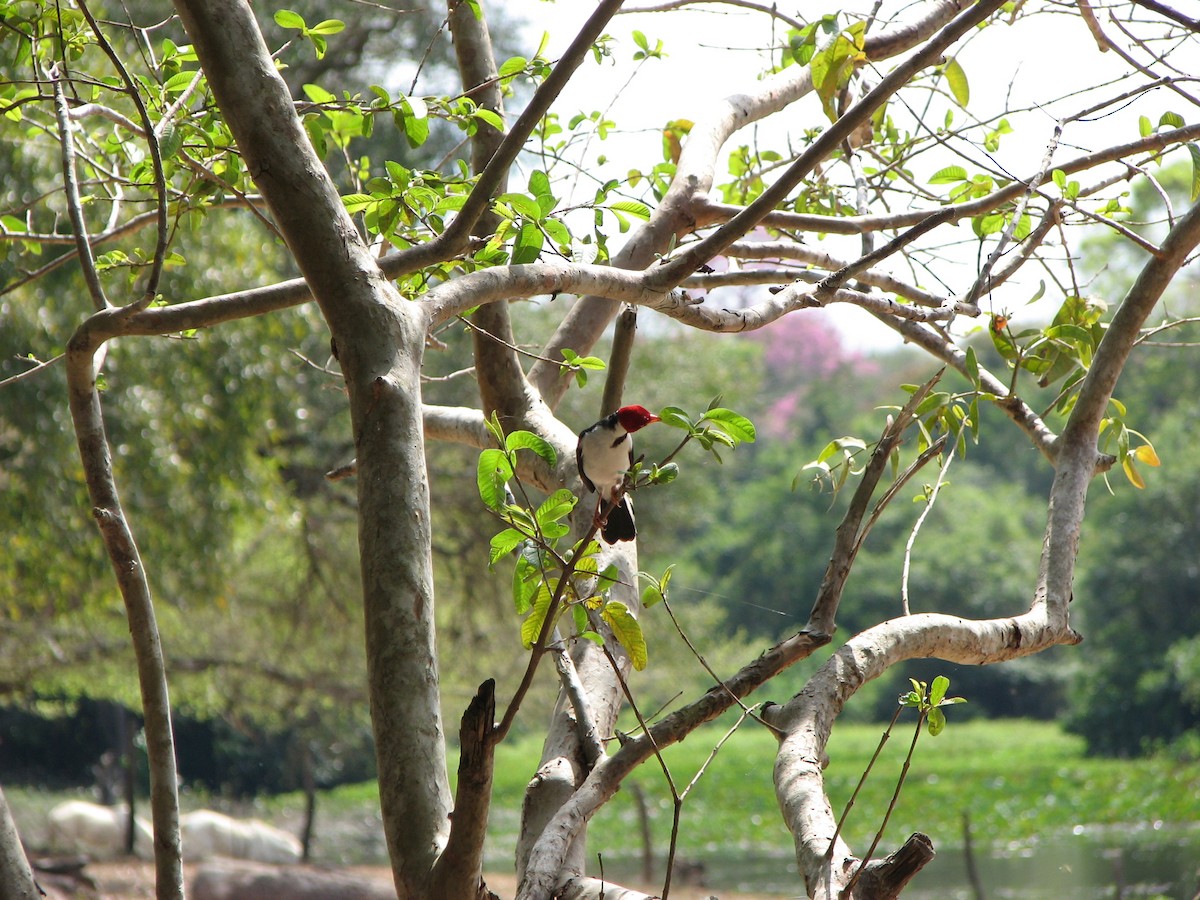 Yellow-billed Cardinal - ML622122245