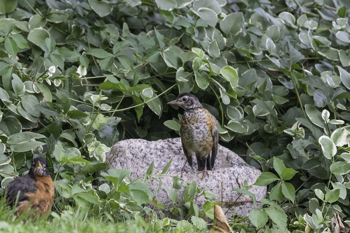 American Robin - David Eberly