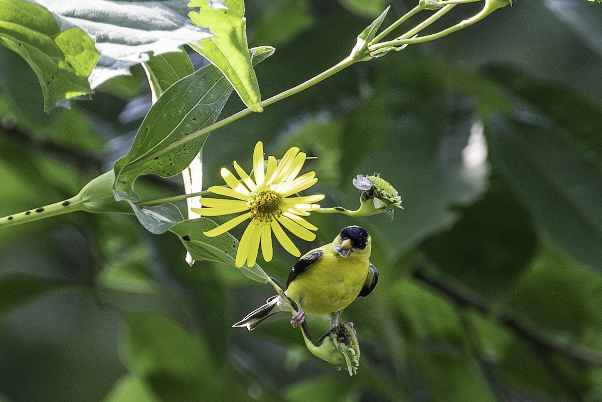 American Goldfinch - ML622122251