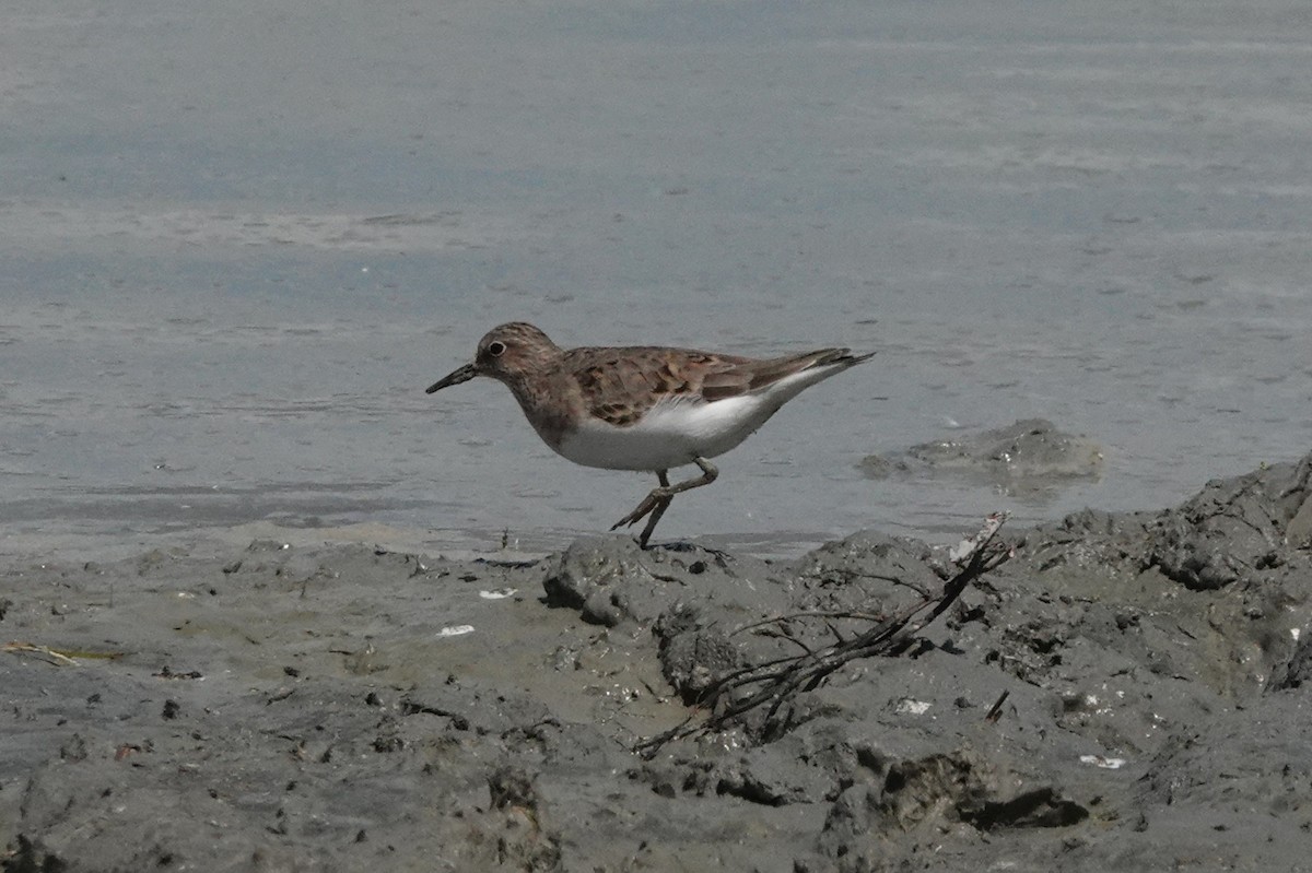 Temminckstrandläufer - ML622122252