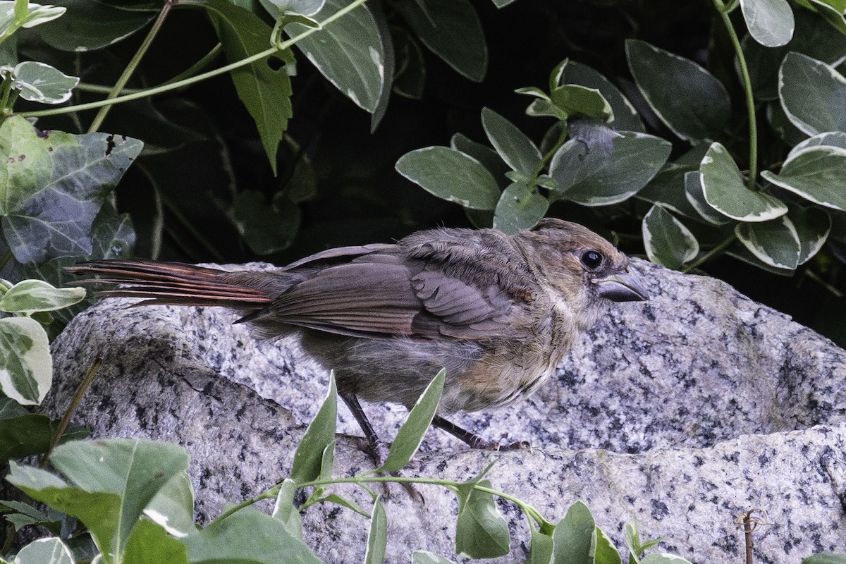 קרדינל צפוני - ML622122254