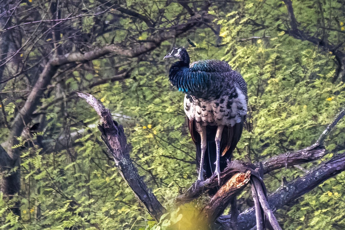 Pavo Real Común - ML622122260