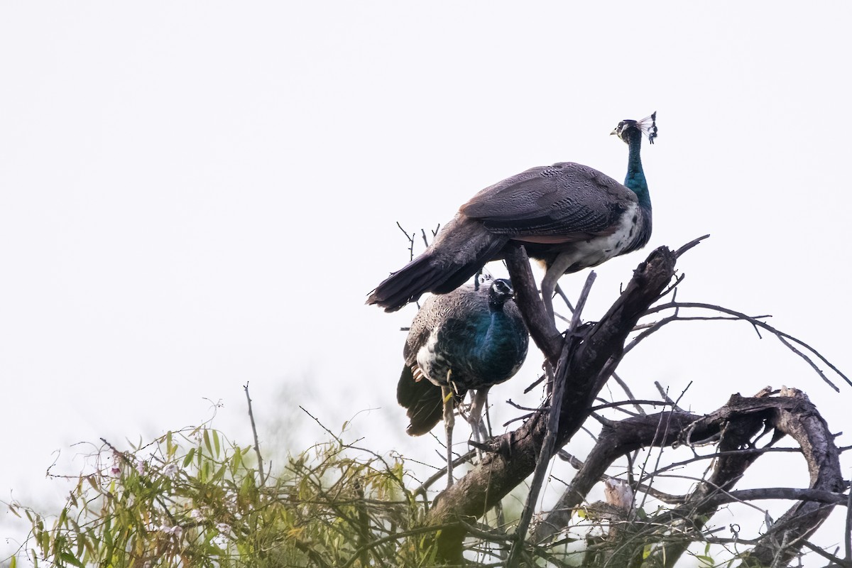 Pavo Real Común - ML622122261