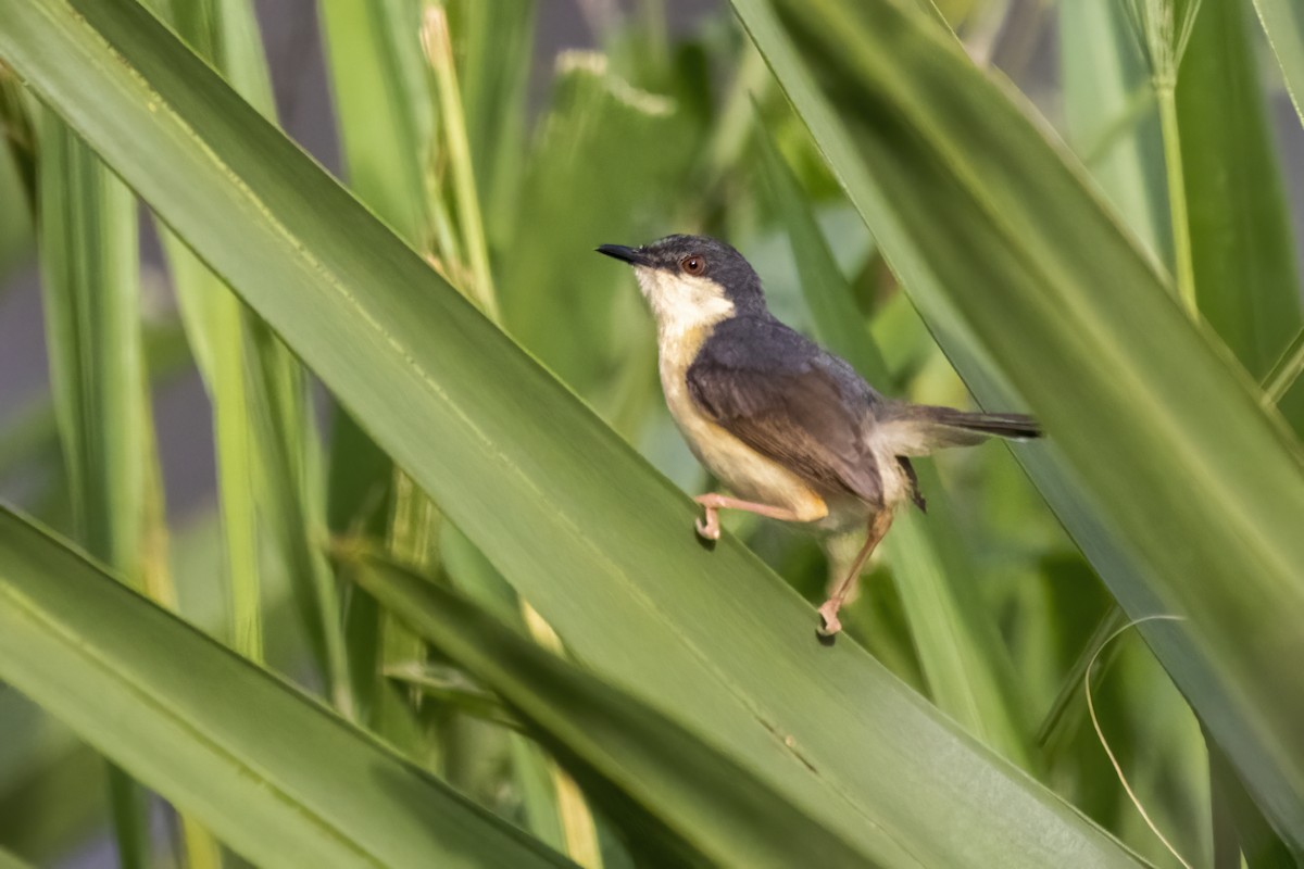 Ashy Prinia - ML622122313