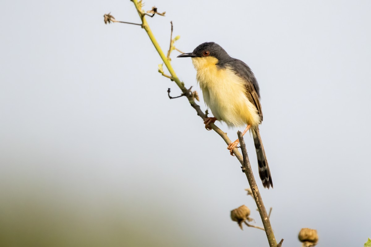 Ashy Prinia - ML622122314