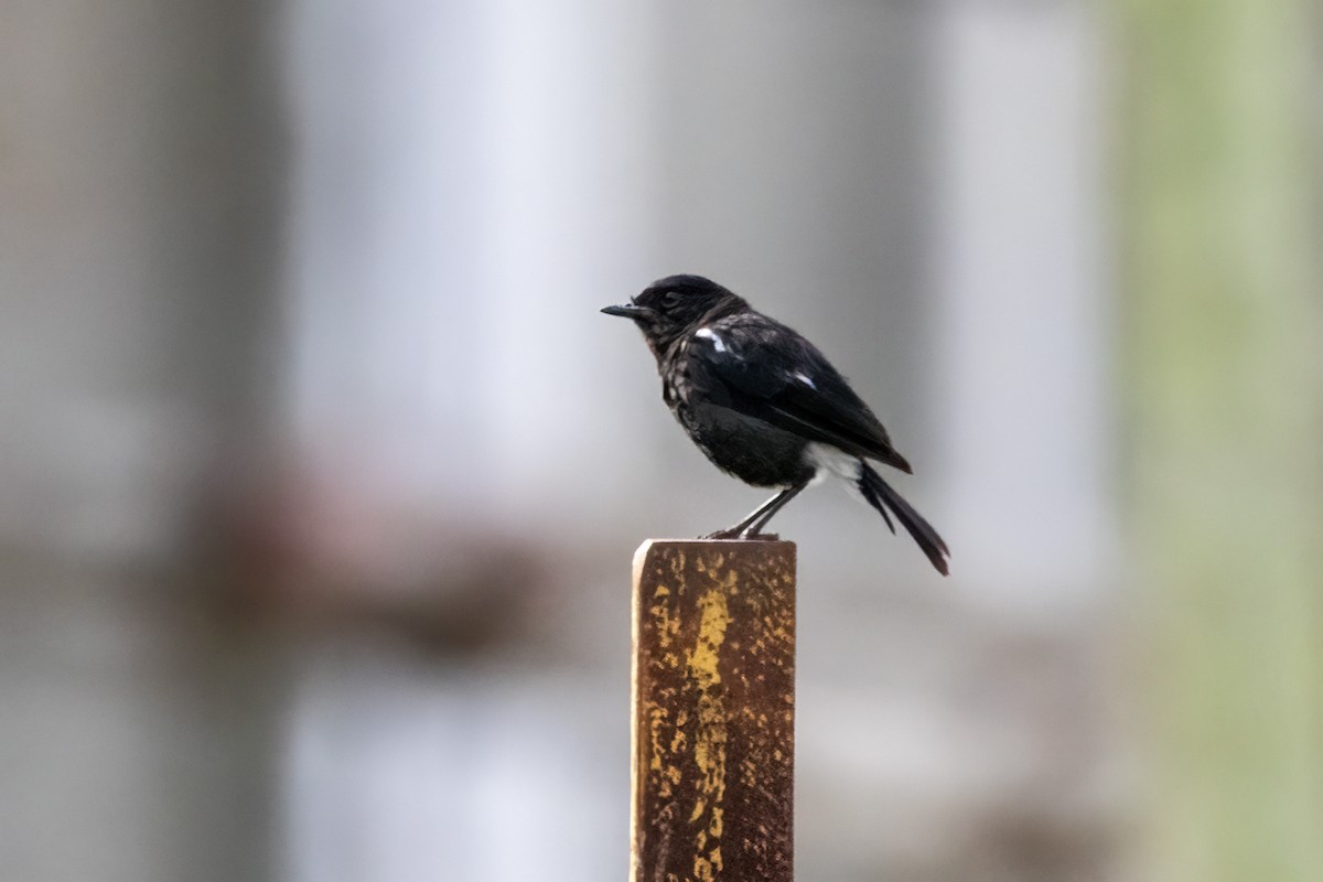 Pied Bushchat - ML622122328