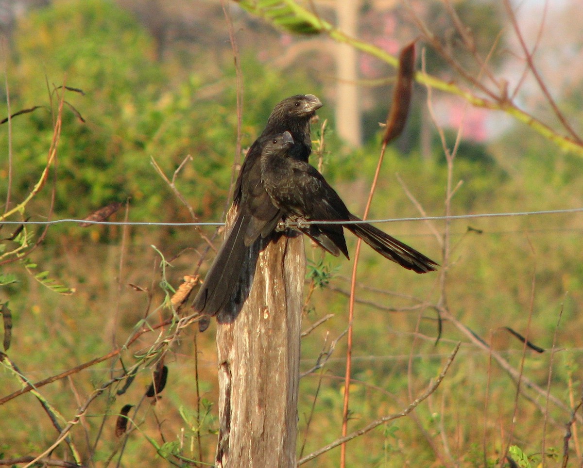 Smooth-billed Ani - ML622122340