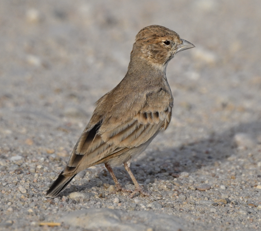 Black-crowned Sparrow-Lark - Chris Limbach